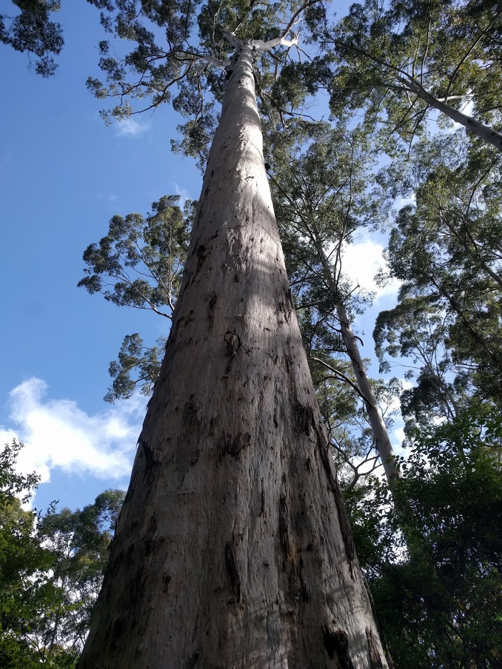 Big Tree Grove | park | Shannon WA 6262, Australia