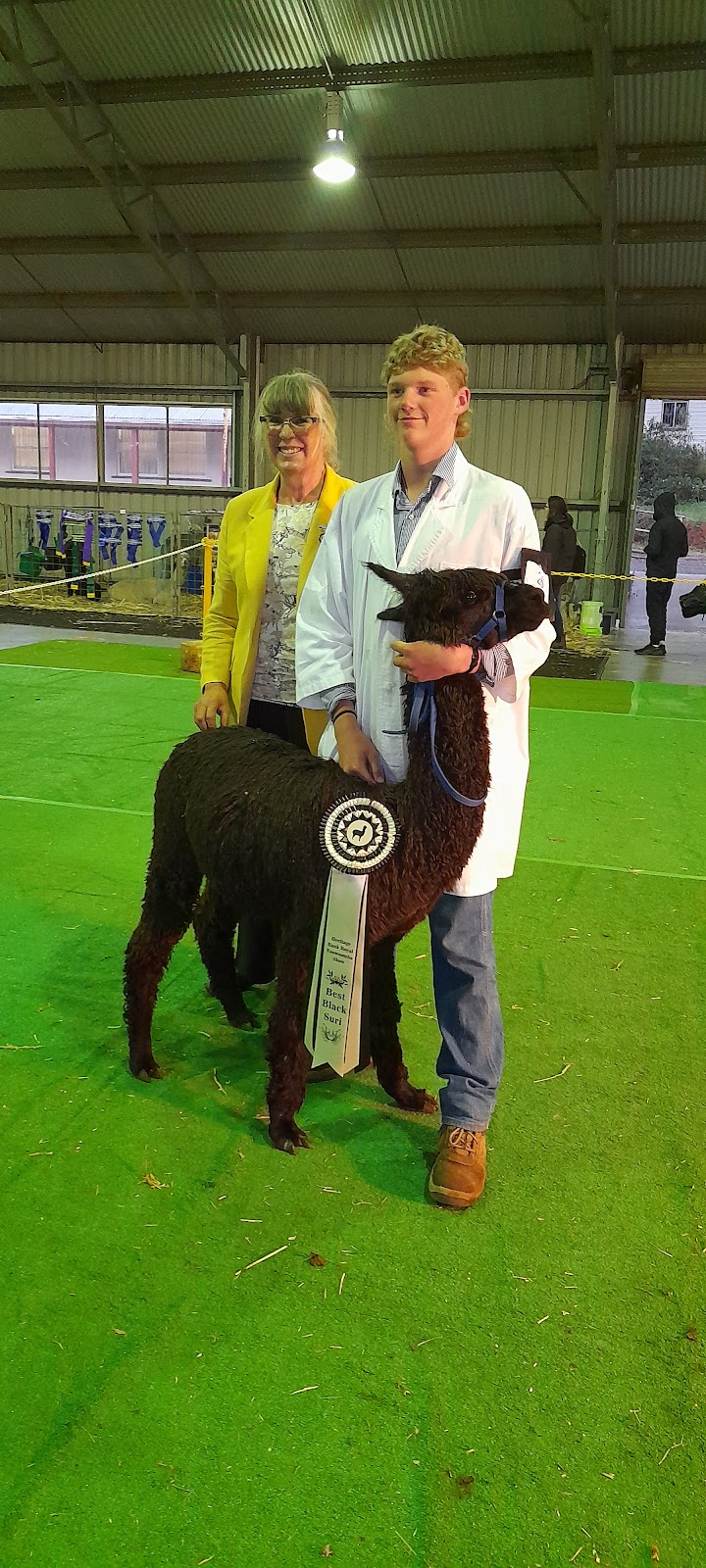 Samsuri Alpacas | 320 Pechey Forestry Rd, Pechey QLD 4352, Australia | Phone: 0418 748 585