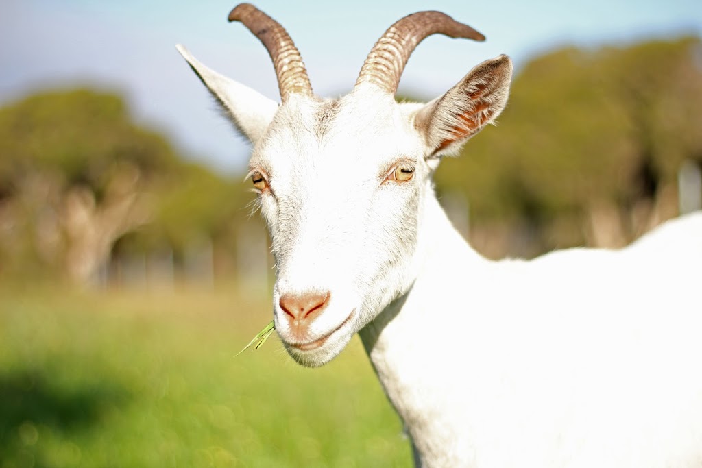 Local Goat | 867 Coonabidgee Rd, Coonabidgee WA 6503, Australia | Phone: 0418 714 107