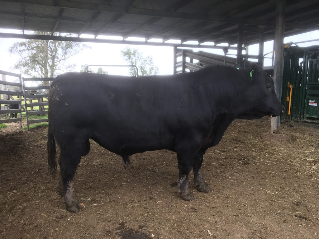 Petandra Angus | 622 The Bucketts Way, Stroud Road NSW 2415, Australia | Phone: 0400 349 966