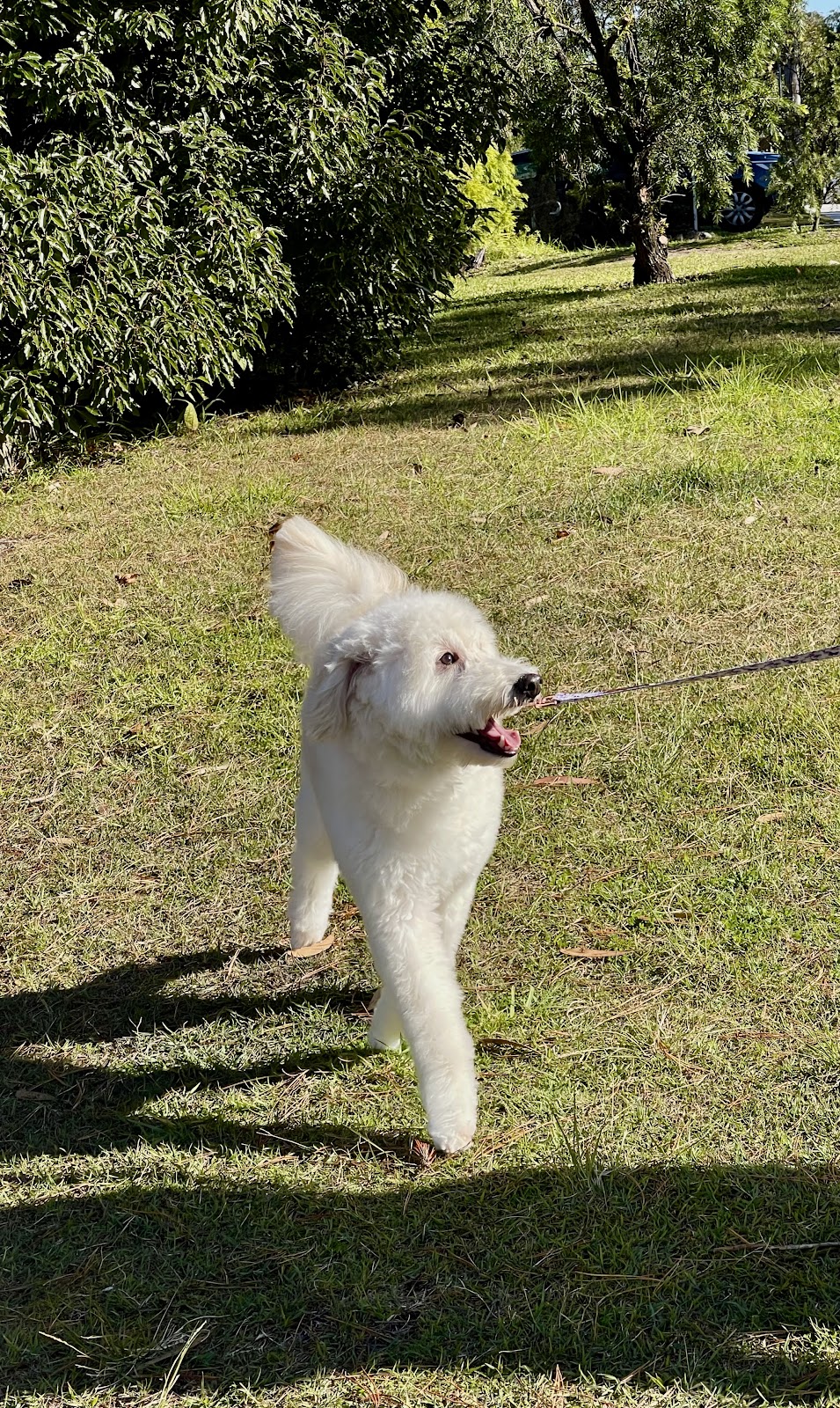 Happy Go Puppy - Grooming & More - Como | 6c Evans St, Como NSW 2226, Australia | Phone: 0410 108 501