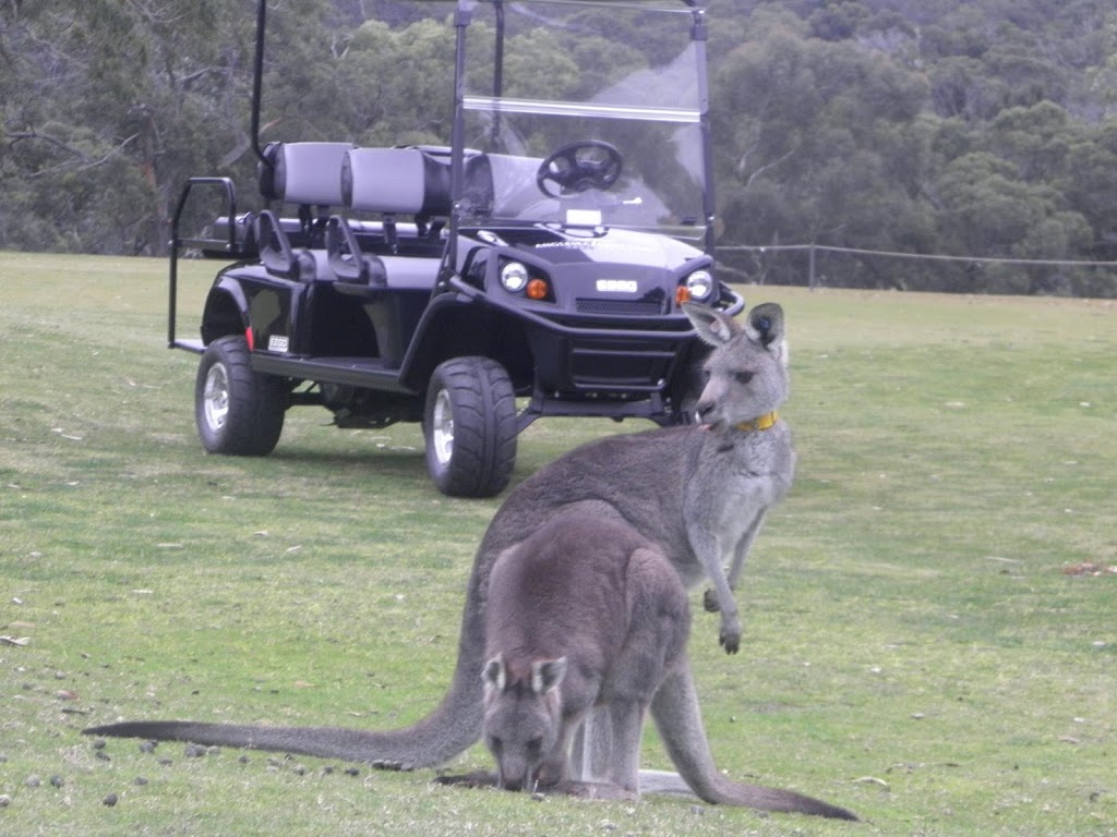 Kangaroo Viewing Tours Anglesea | 1 Golf Links Rd, Anglesea VIC 3230, Australia | Phone: (03) 5263 1582