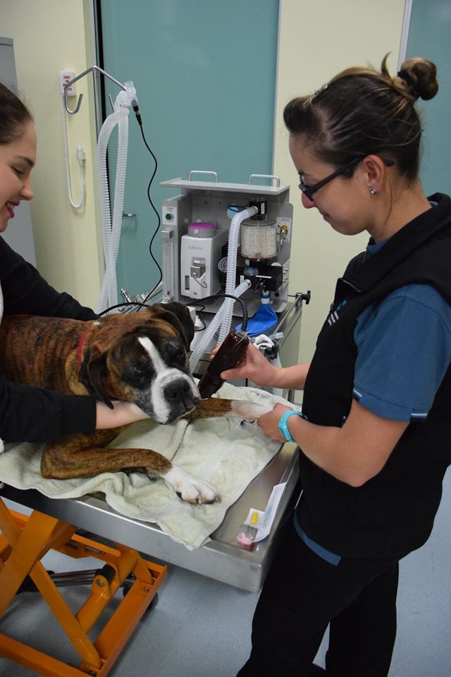 Greenwood Veterinary Clinic | veterinary care | Greenwood Village Shopping Centre, 10/18 Calectasia St, Greenwood WA 6024, Australia | 0894487555 OR +61 8 9448 7555