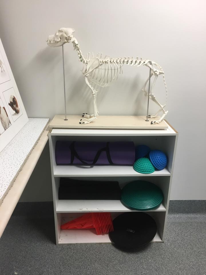 ACU-PET Veterinary Acupuncture and Rehabilitation Therapies | Unti1/111 Dandenong Rd, Jamboree Heights QLD 4074, Australia | Phone: 0403 111 878