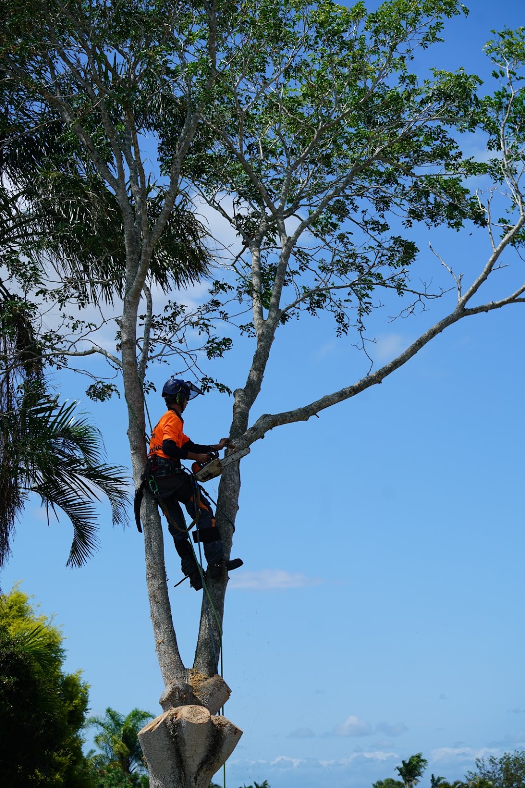 Budget Tree Service QLD | 264 Beelbi Creek Rd, Beelbi Creek QLD 4659, Australia | Phone: 0429 019 448