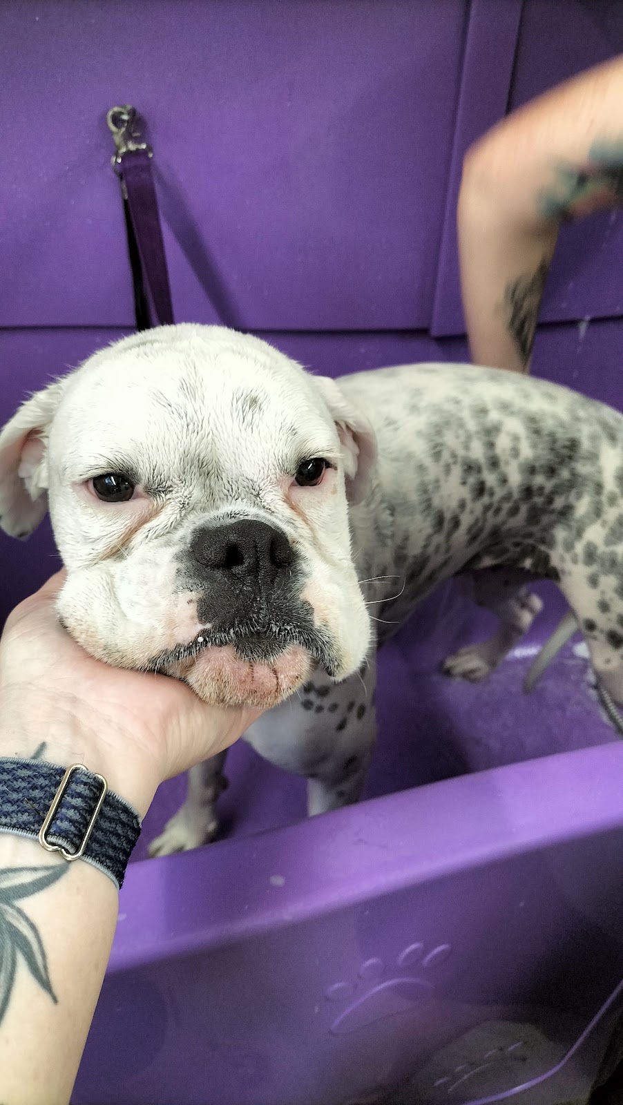 The Mobile Dog Barber | Leopardwood Rd, Cedar Grove QLD 4285, Australia | Phone: 0400 739 869