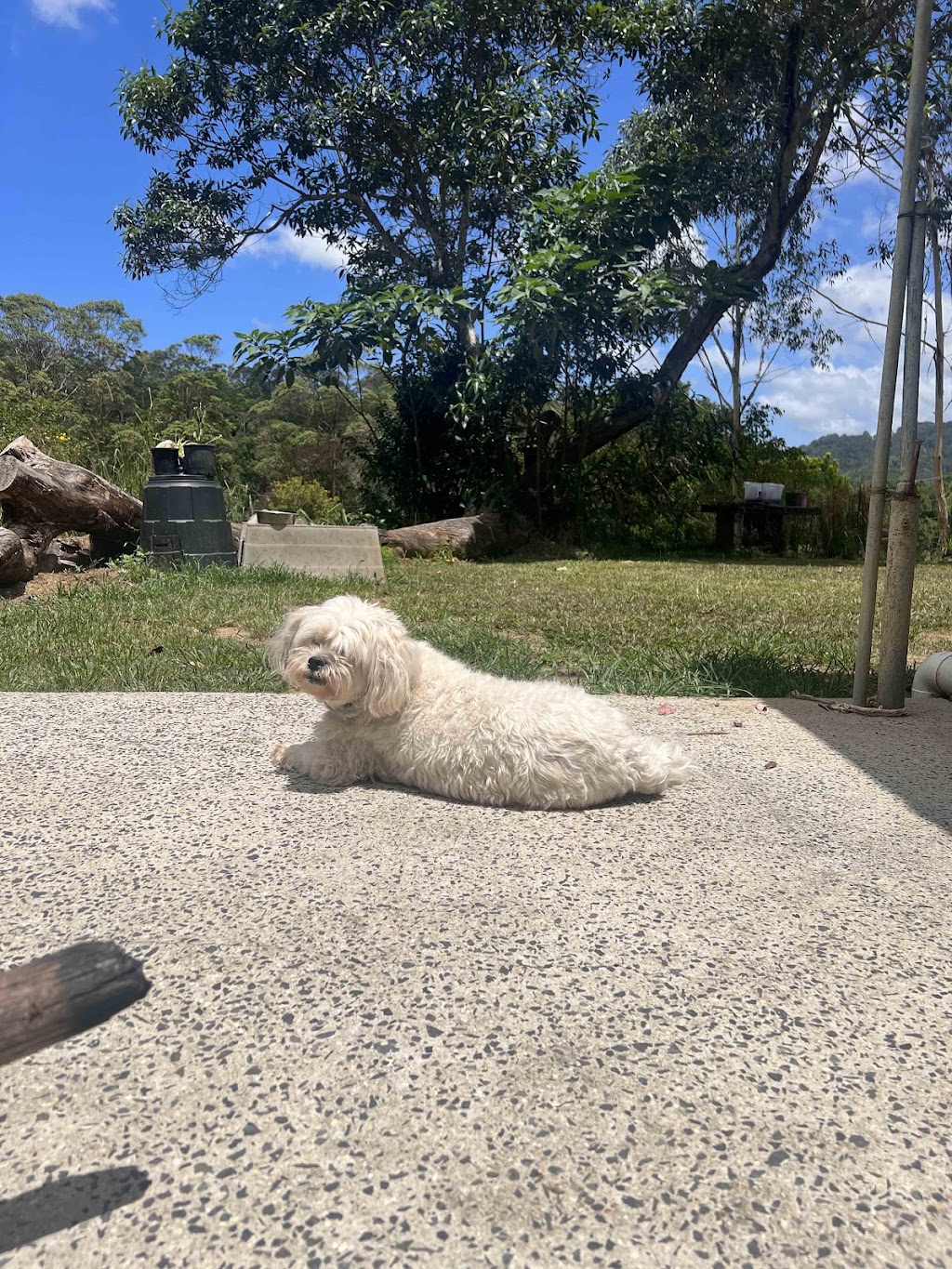 Calm Farm Dog Sitting | 52 Cudgera Creek Rd, Burringbar NSW 2483, Australia | Phone: 0416 924 028