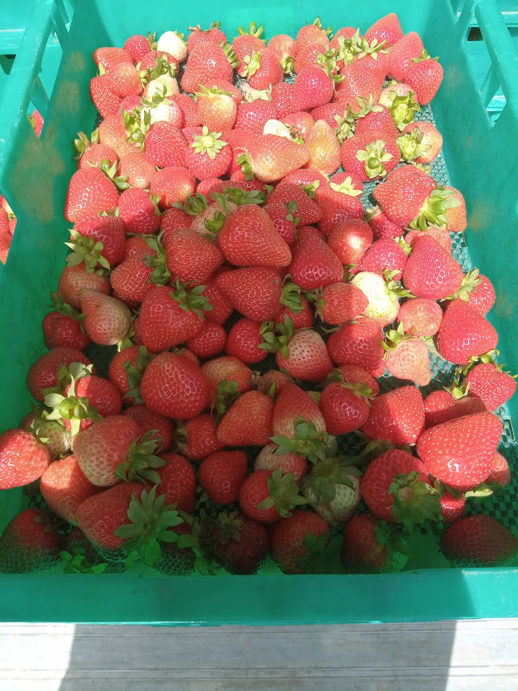 Ceravolo berries | 208 Rowley Rd, Myponga SA 5202, Australia | Phone: (08) 8390 3678