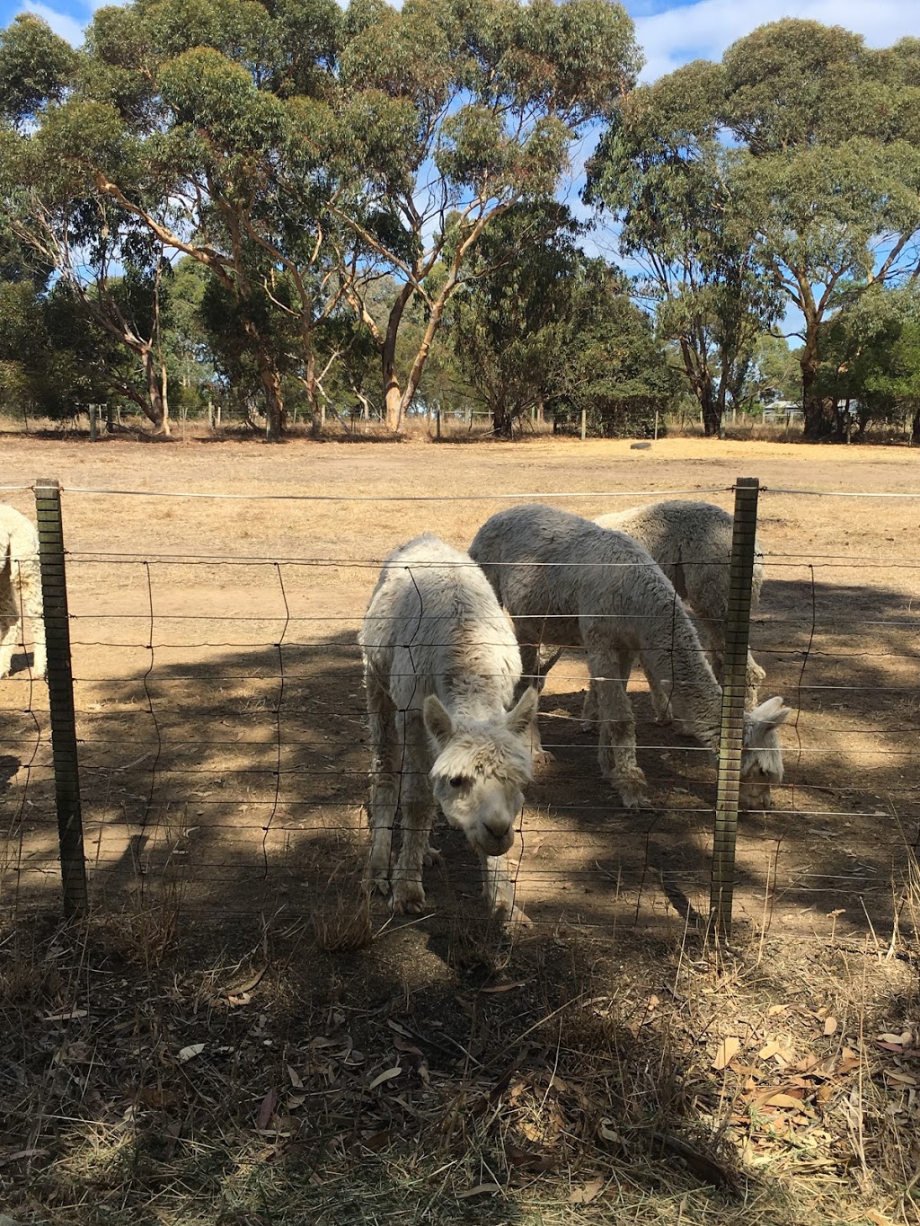 Kurrawa Alpacas |  | 1330 Anglesea Rd, Bellbrae VIC 3228, Australia | 0352613714 OR +61 3 5261 3714