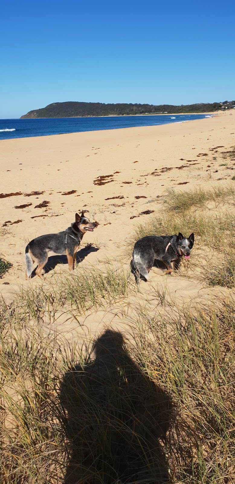 North Shelly Beach Dog Beach | park | Toowoon Bay NSW 2261, Australia | 0243505555 OR +61 2 4350 5555