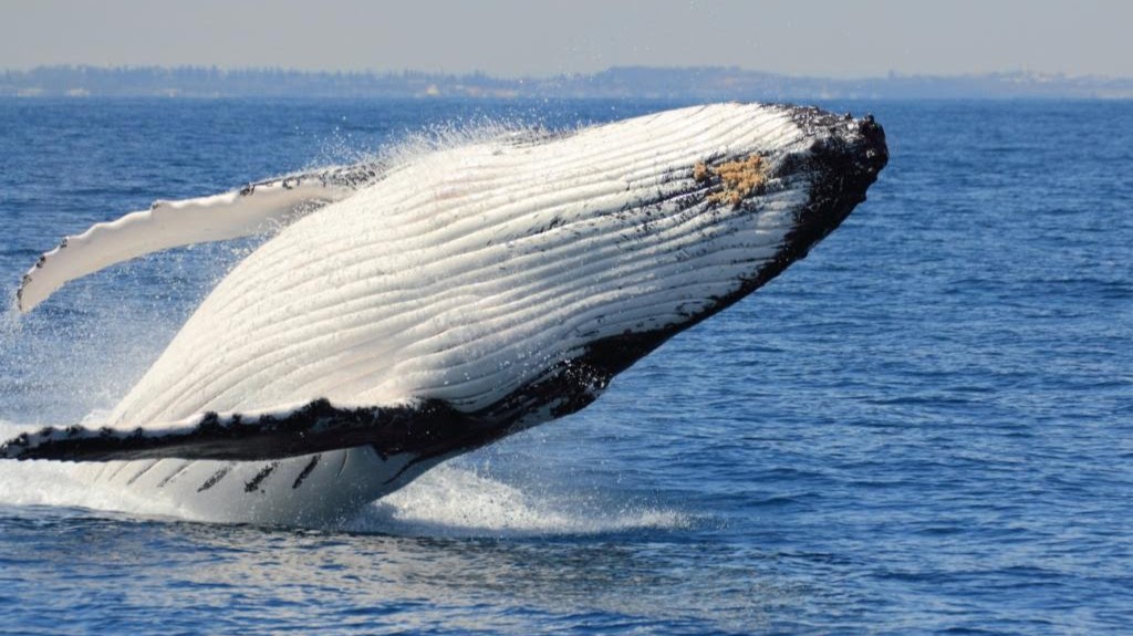 Whale Watching Perth | 86 Southside Dr, Hillarys WA 6025, Australia | Phone: (08) 9246 5334