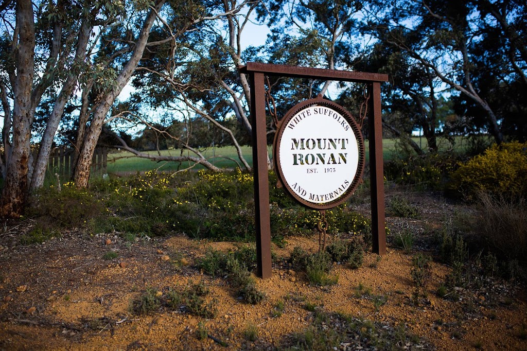 Mount Ronan White Suffolks & Maternals | 318 Wambyn Rd, Inkpen WA 6302, Australia | Phone: 0499 856 345