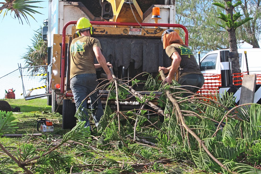 Frontier Tree Services | 180 Heslop Rd, Gaven QLD 4211, Australia | Phone: (07) 5574 4477