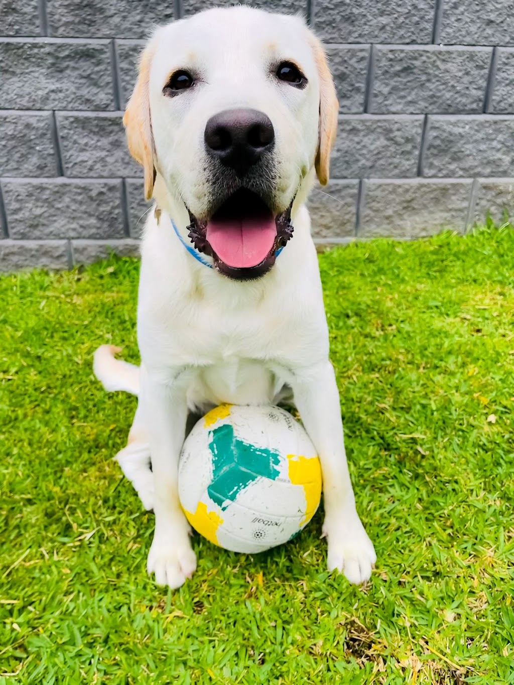 APEX K9 ACADEMY | Toongabbie NSW 2146, Australia | Phone: 0433 686 980