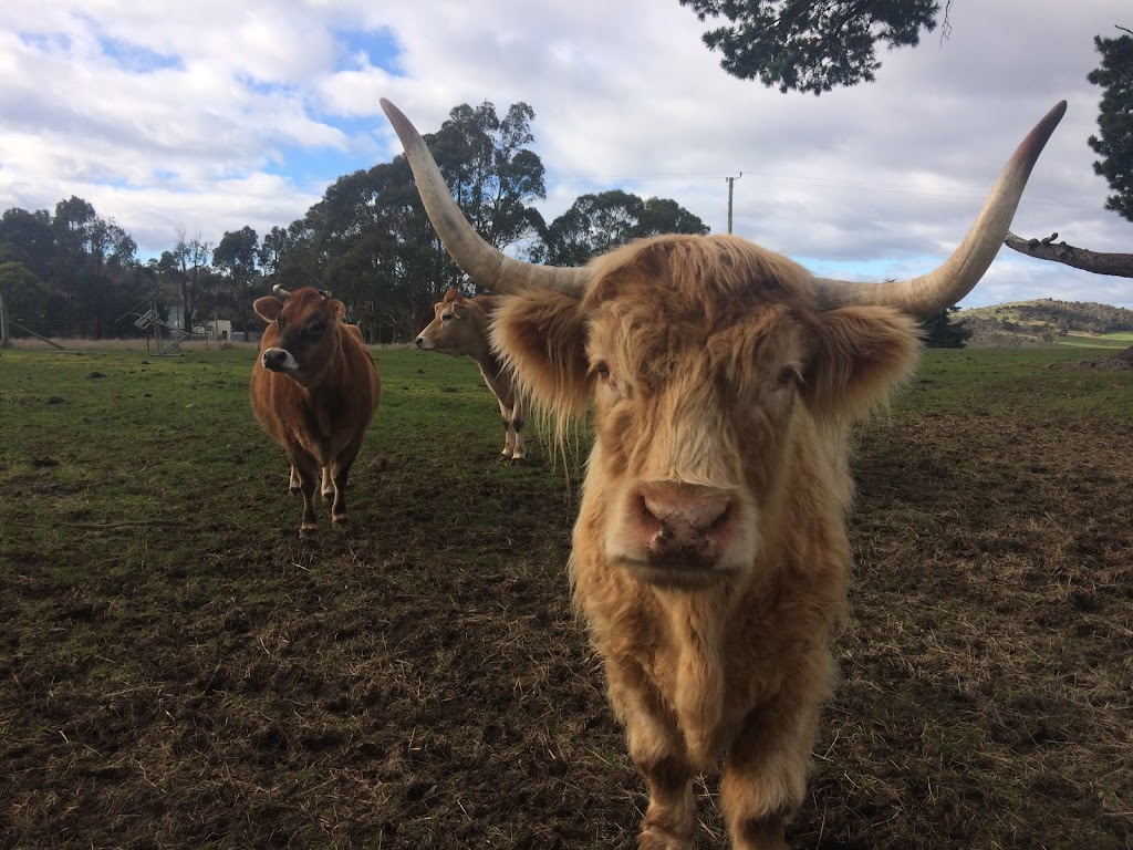 Big ears Animal Sanctuary | 31 Norwich Dr, Longford TAS 7301, Australia | Phone: 0488 094 210