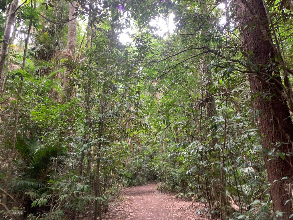 Cathedral Fig Tree | Cathedral Fig Tree, Danbulla Rd, Danbulla QLD 4872, Australia | Phone: 1300 362 242