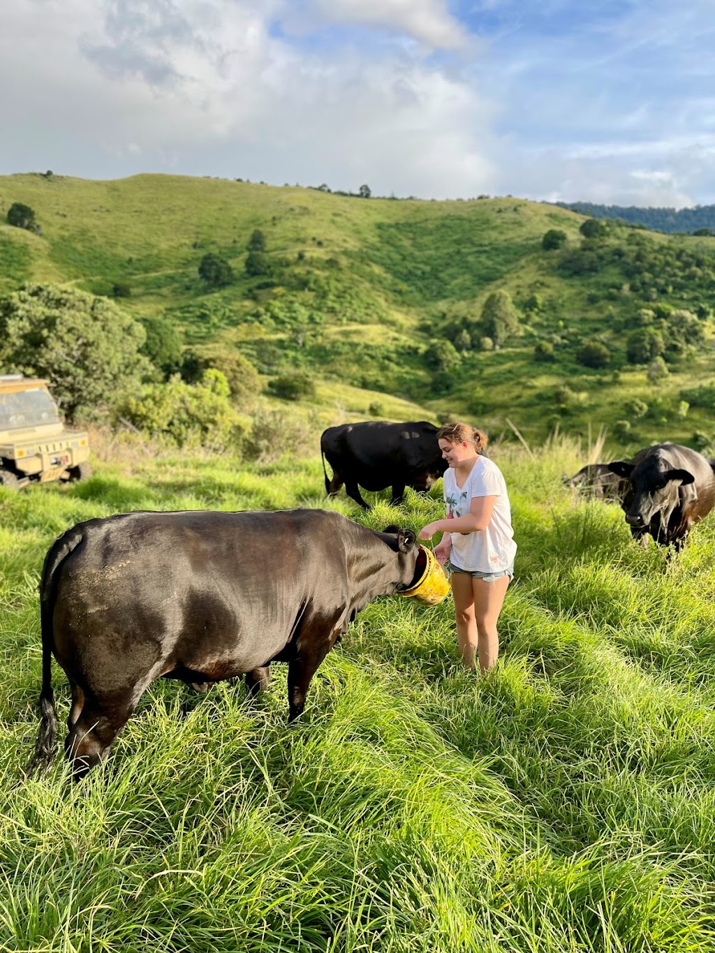 Greenhollow Brangus | Koplick Rd, Running Creek QLD 4287, Australia | Phone: 0403 054 845