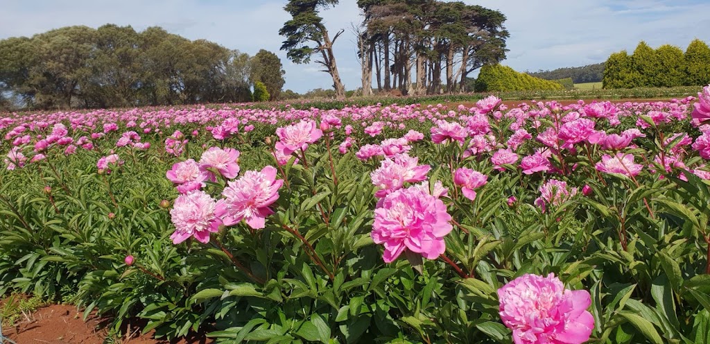 Gateforth Farm Tasmania | 175 Boyndey Rd, Black River TAS 7321, Australia | Phone: 0429 633 946