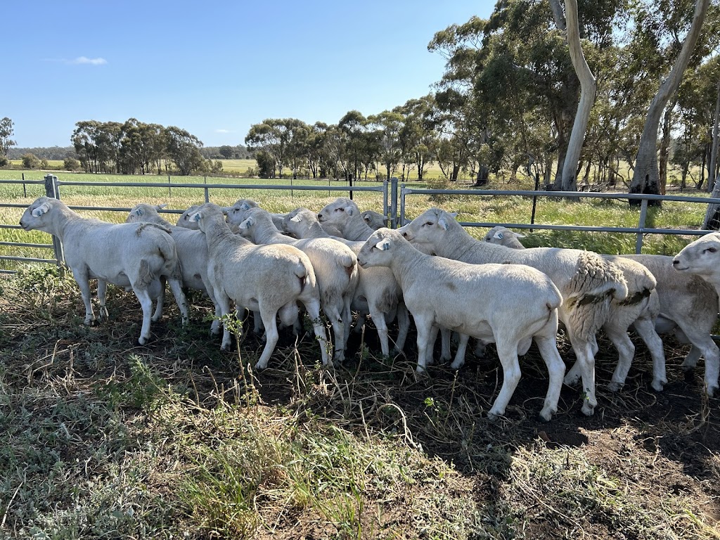 Jackmar Ultra white and Australian white sheep stud | 206 Old Avoca Rd, Maryborough VIC 3465, Australia | Phone: 0429 335 649