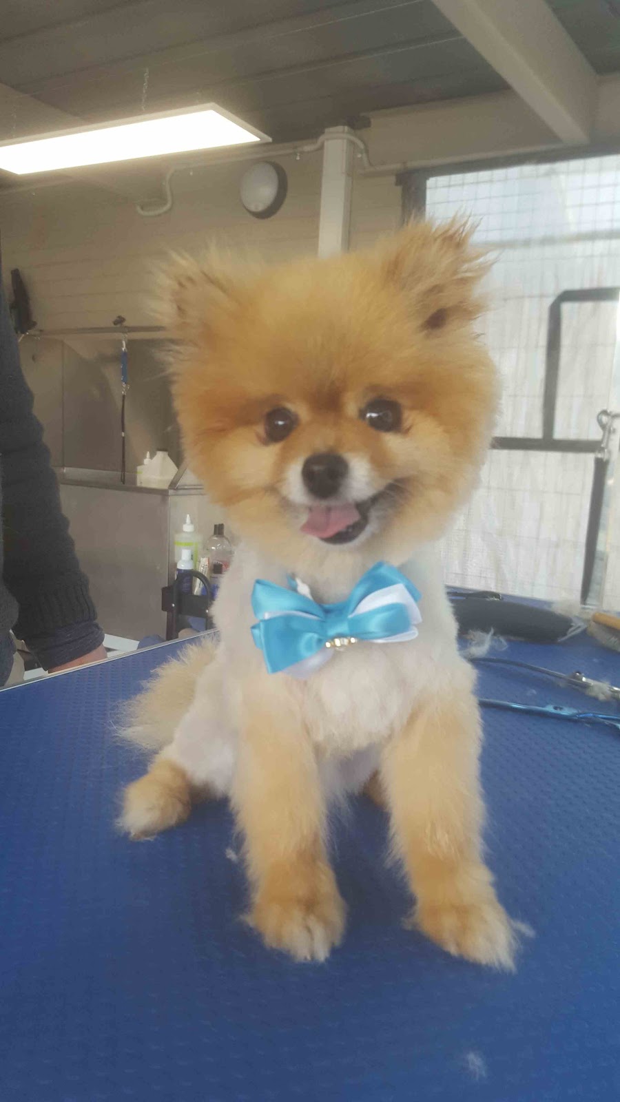 E.Ms dog Grooming | Unit 1/26 Clarence Rd, Wantirna VIC 3152, Australia | Phone: 0434 248 237