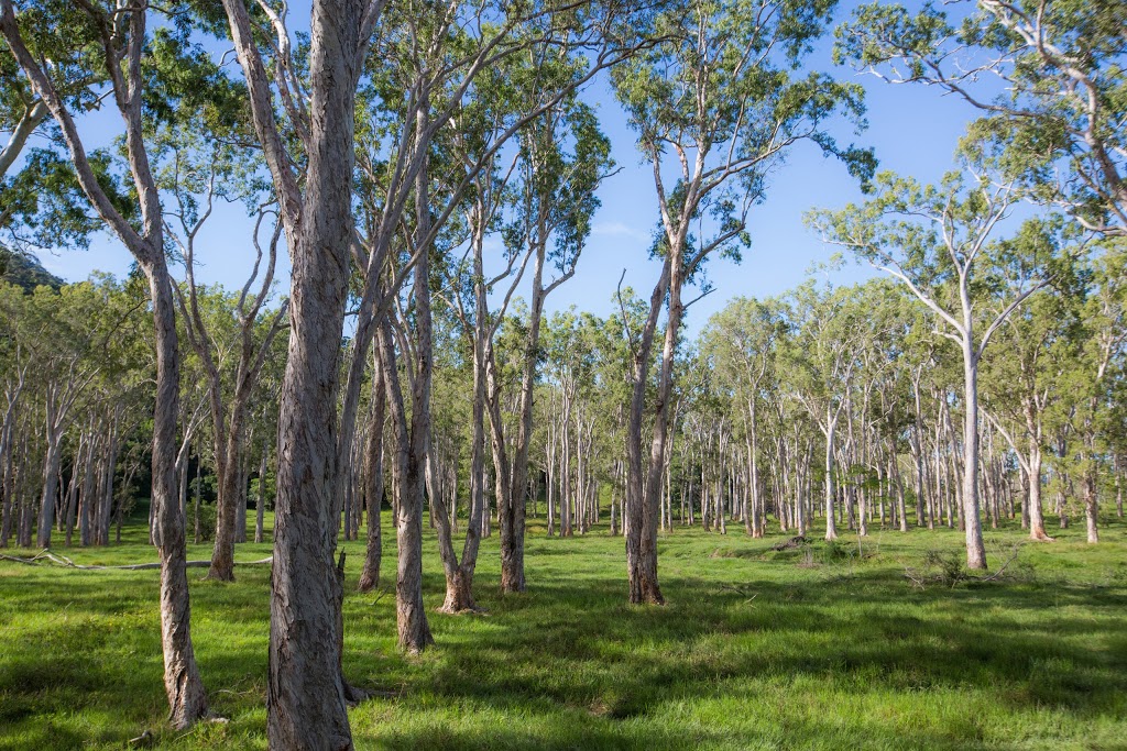 Mount Louis Station | lodging | Mount Louis Station, Lot 65 Rossville/Bloomfield Road, Bloomfield QLD 4895, Australia | 0407036583 OR +61 407 036 583