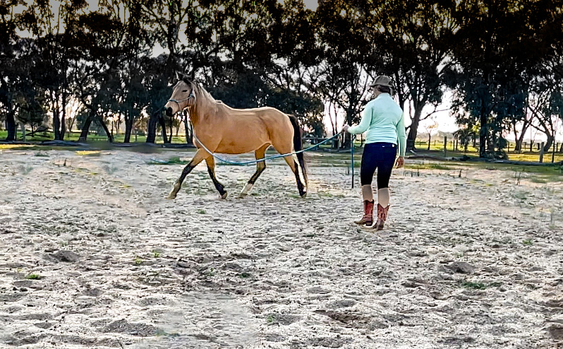 Intrinsic Equine | Everard Rd, Kyabram VIC 3620, Australia | Phone: 0447 431 584