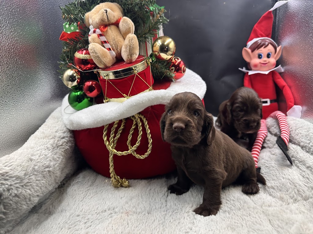 Sirrandi poodles and oodles | Mount Tarampa Rd, Mount Tarampa QLD 4311, Australia | Phone: 0489 020 024