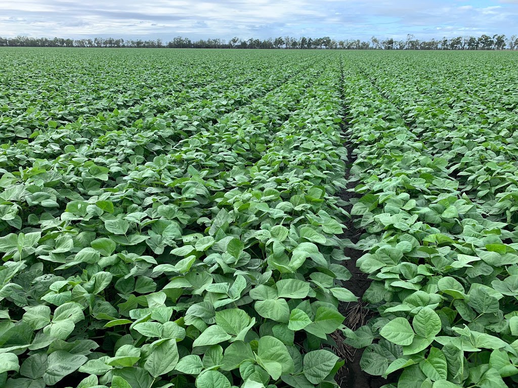 Agventure Farming | 1468 Millmerran Leyburn Rd, Tummaville QLD 4352, Australia | Phone: 0429 646 869