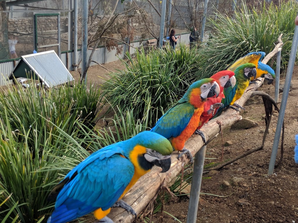 Maleny Botanic Gardens & Bird World | park | 233 Maleny Stanley River Rd, Maleny QLD 4552, Australia | 0400091731 OR +61 400 091 731