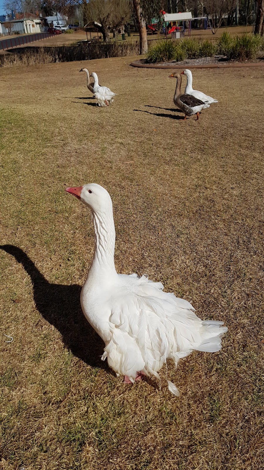 Neilson Park | park | Coonabarabran NSW 2357, Australia