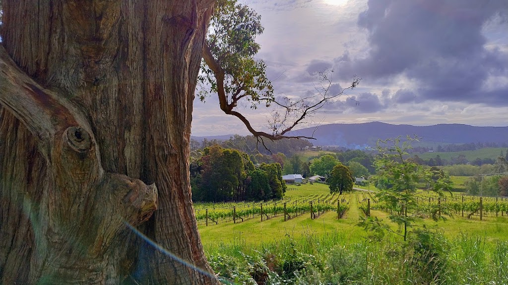 Lalla Colline Vineyard | 361 Lalla Rd, Lalla TAS 7267, Australia | Phone: 0478 550 830