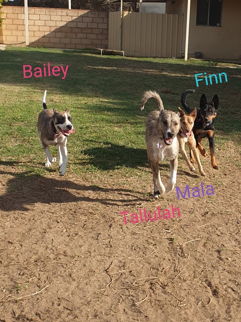 Apple Street Kennels | 34 Apple St, Upper Swan WA 6069, Australia | Phone: (08) 9296 6364