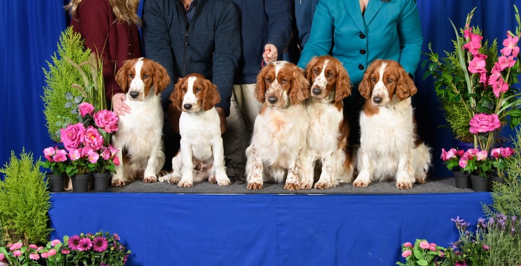 Barker Behaviour and Training | 204 Flaxley Rd, Mount Barker SA 5251, Australia | Phone: 0479 111 404