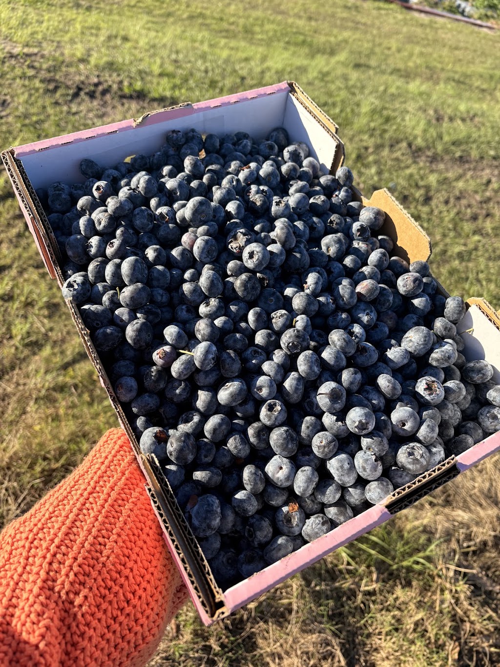 Berry and Blossom Fruit Co | 535 Bells Creek Rd, Bells Creek QLD 4551, Australia | Phone: 0403 467 553