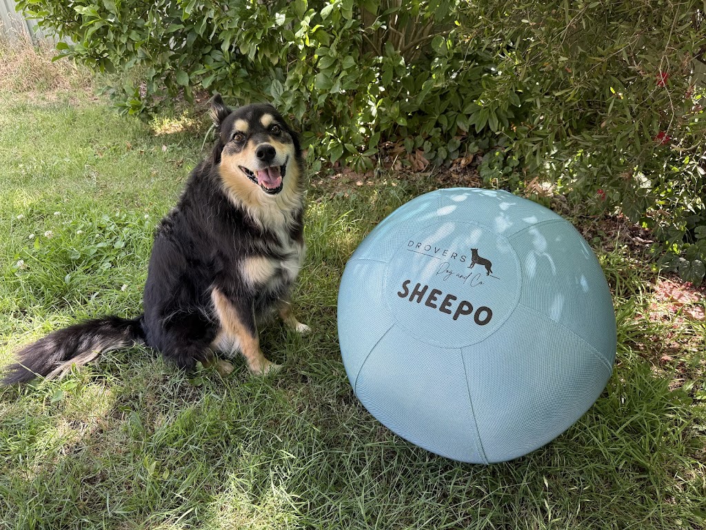 Drovers Dog and Co | 20 Ridgeview Ln, Wambrook NSW 2630, Australia | Phone: 0421 519 084