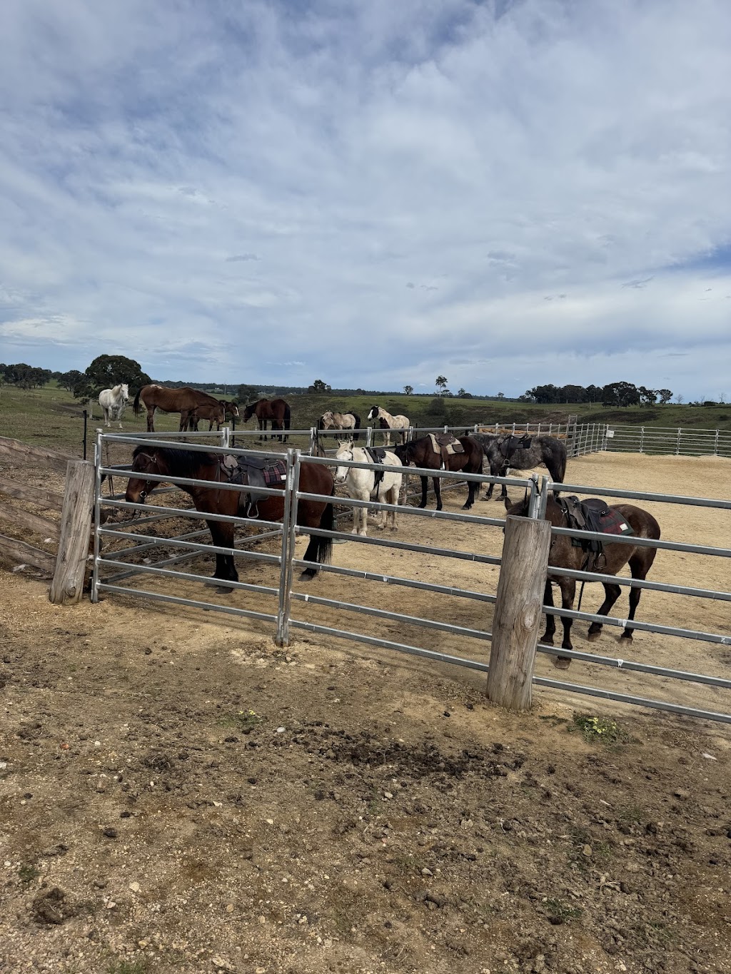 Lancaster’s Horse Rides | Lancaster Rd, Swan Reach VIC 3903, Australia | Phone: 0458 211 123