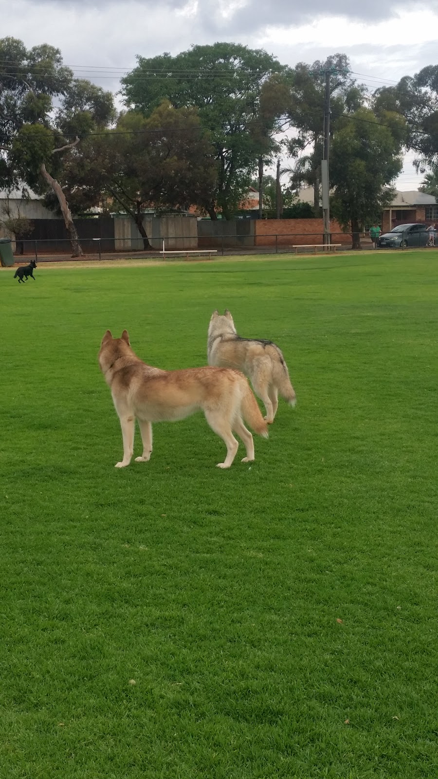 Edwards Park Dog Exercise Area | park | 26 Wittenoom St, Piccadilly WA 6430, Australia