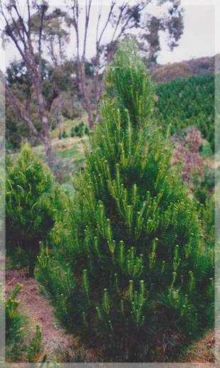 Merlinos Christmas Trees | 260 Great N Rd, Wareemba NSW 2046, Australia | Phone: (02) 9713 2861