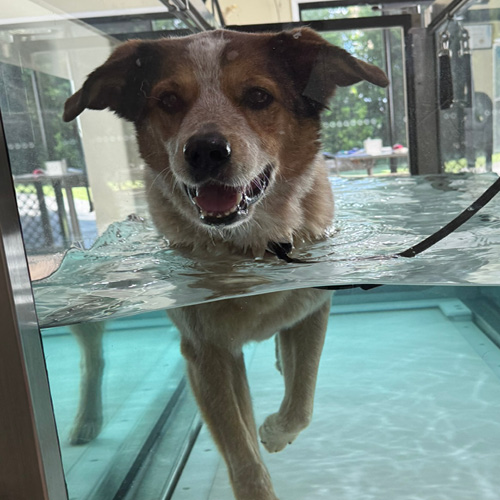 Paws 4 Recovery | 14 Cargellico St, Maudsland QLD 4210, Australia | Phone: 0459 248 678