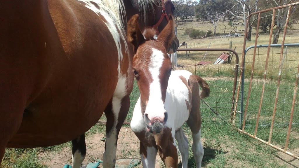 Buy and sell Training and breaking horse service | 49 Cherry Vale Pl, Young NSW 2594, Australia | Phone: 0458 275 879