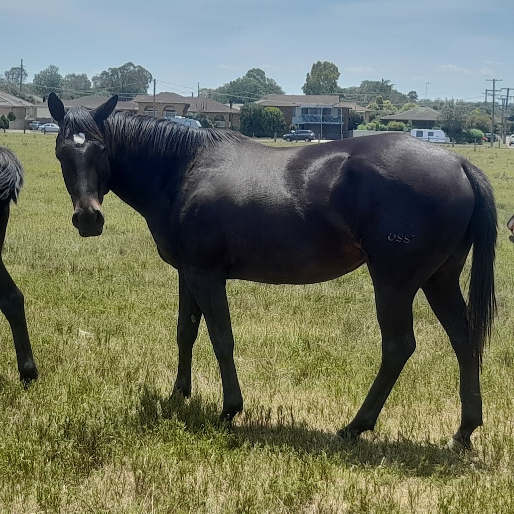 Oscayne Performance Horses | Waddells Ln, Singleton NSW 2330, Australia | Phone: 0417 425 669