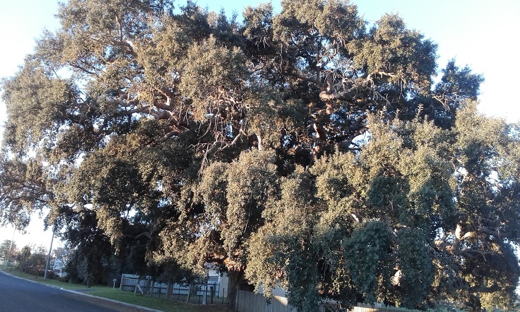 Tenterfield Cork Tree | tourist attraction | Wood St, Tenterfield NSW 2372, Australia | 0267361082 OR +61 2 6736 1082