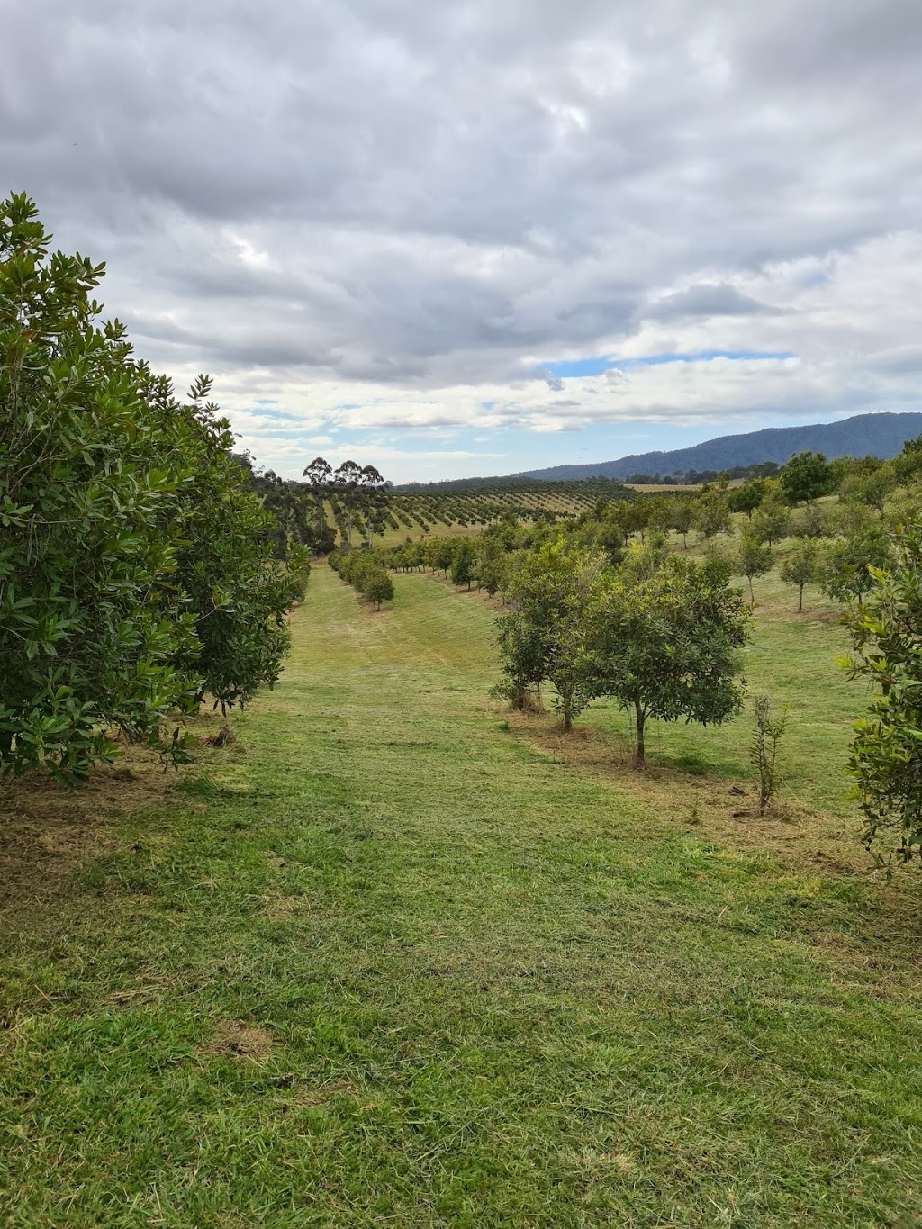 Bournes Lawn Mechanics | 722 Taylors Arm Rd, Utungun NSW 2447, Australia | Phone: 0432 384 818