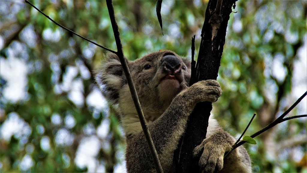 Lake Elizabeth Campground | campground | Great Otway National Park, Forrest VIC 3236, Australia | 0386274700 OR +61 3 8627 4700