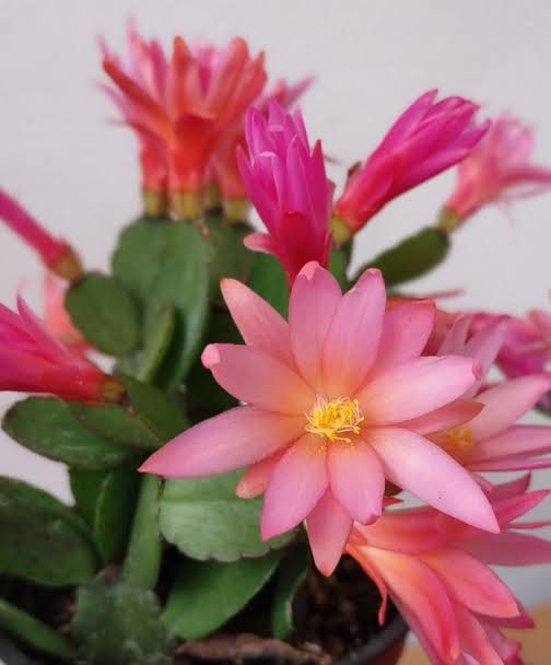 Schlumbergera Queensland | 35 Attewood Ave, Berrinba QLD 4117, Australia | Phone: 0407 432 368