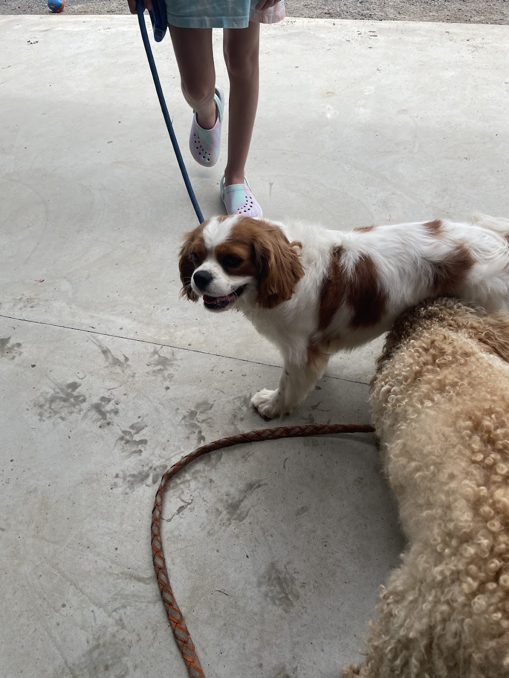 Killabakh Dog Grooming | 1626 Comboyne Rd, Killabakh NSW 2429, Australia | Phone: 0437 553 077