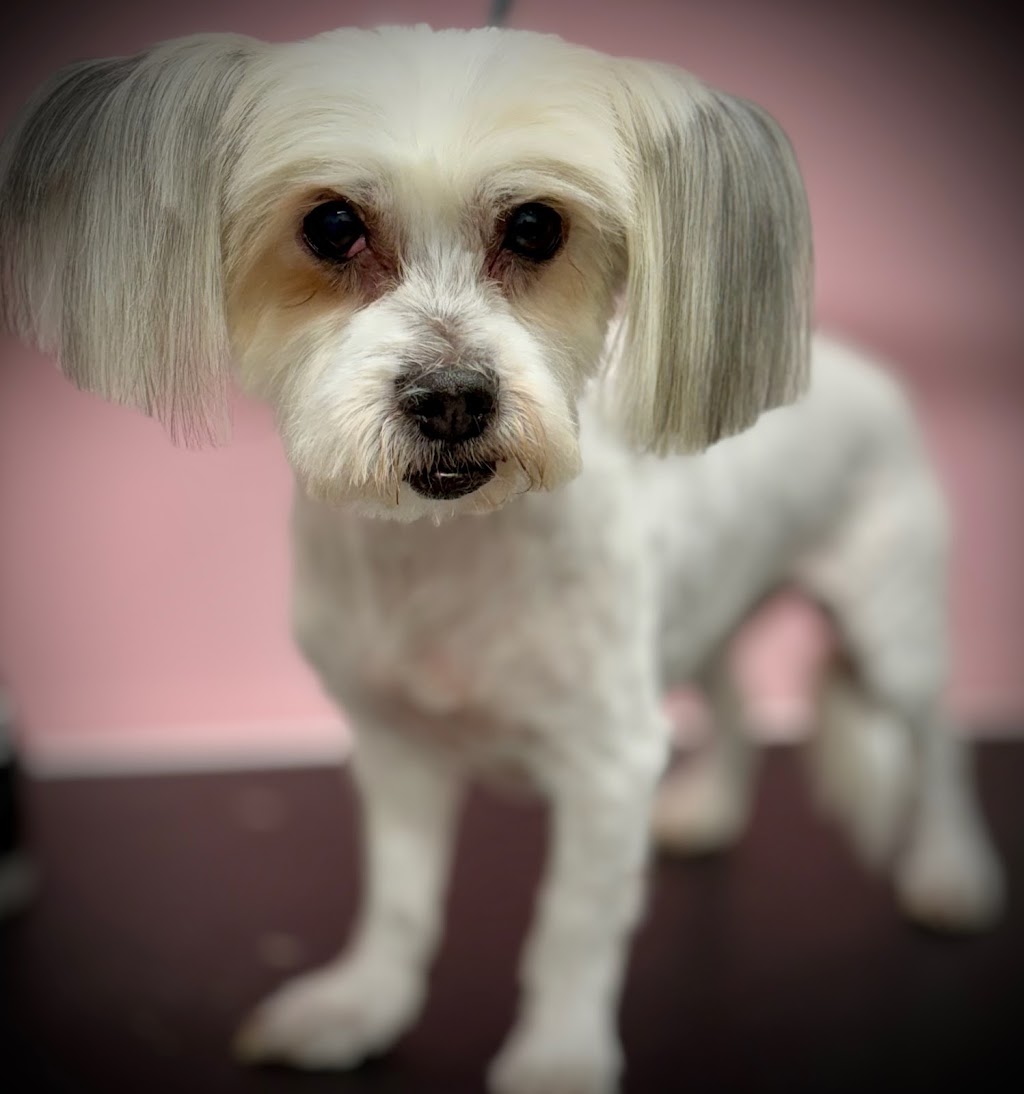 Vanity Fur Grooming Co | Colonial Plaza, 5a/137 Ipswich St, Esk QLD 4312, Australia | Phone: 0406 291 494