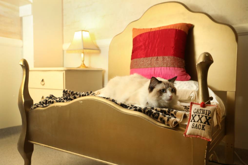 Newcastle Cat Stay - Luxury Cat Hotel | 3 Ayrfield Cl, Wallsend NSW 2287, Australia | Phone: 0415 994 412