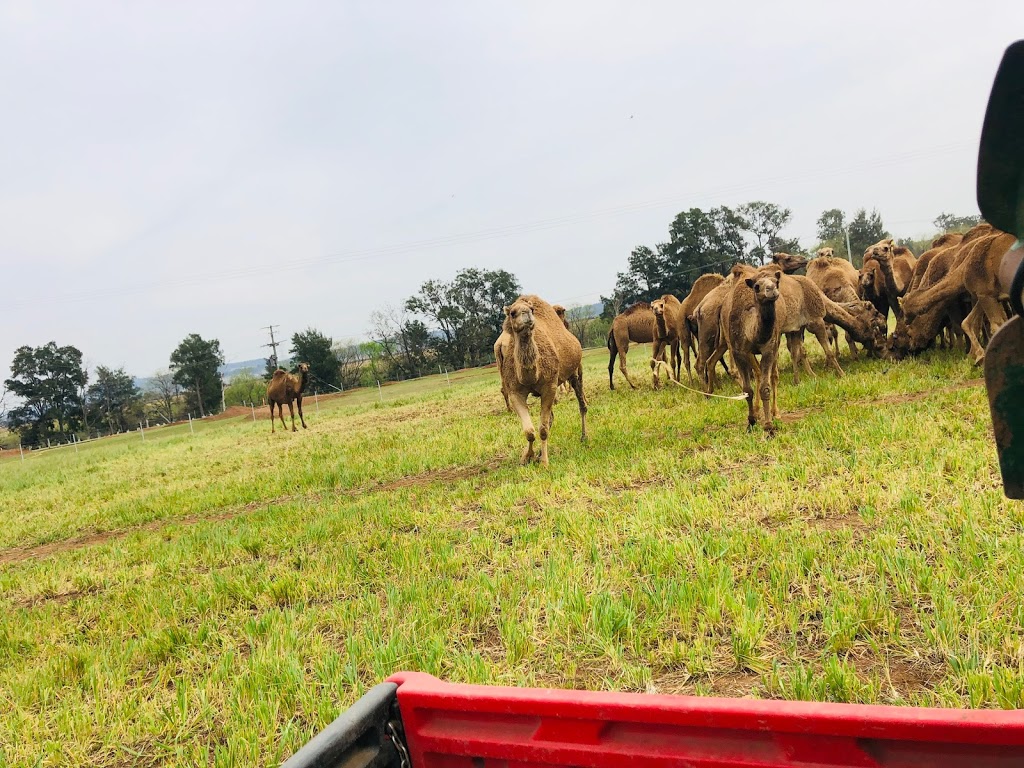 Hunter Valley Camels | tourist attraction | 1618 Denman Rd, Denman NSW 2333, Australia | 0408677741 OR +61 408 677 741