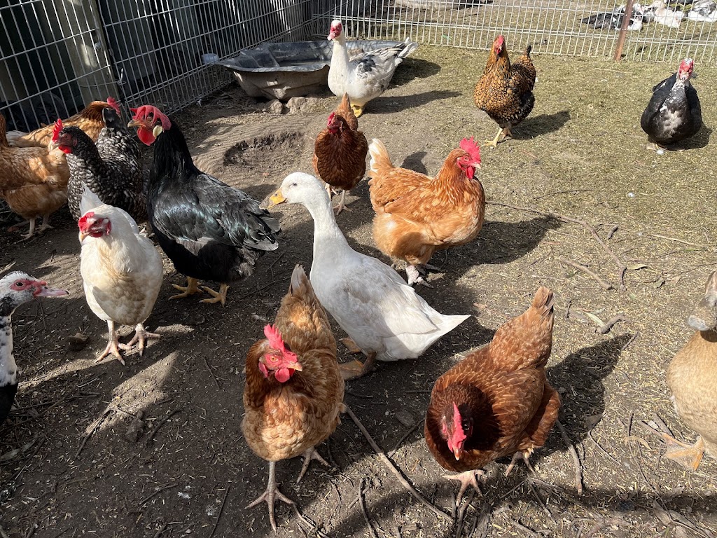 Birdman George | 75 Lemajics Rd, Scarsdale VIC 3351, Australia | Phone: 0412 672 641